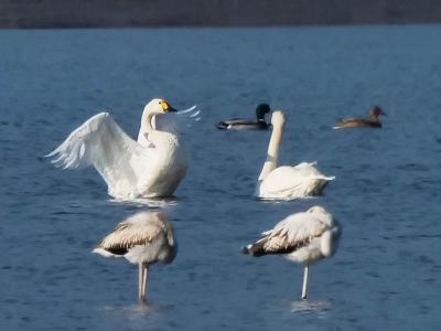 Cygne de Bewick Cygnus columbianus bewickii (Yarrel, 1830)