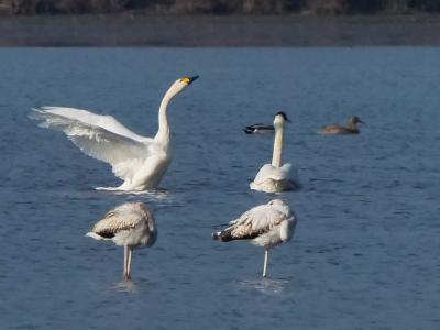 Cygne de Bewick Cygnus columbianus bewickii (Yarrel, 1830)