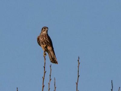 Faucon émerillon Falco columbarius Linnaeus, 1758