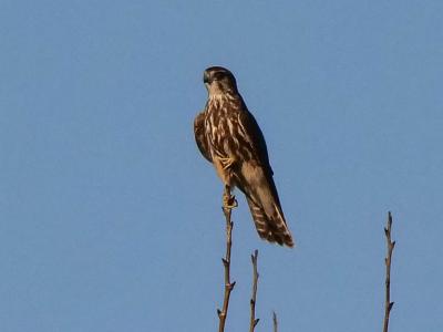 Faucon émerillon Falco columbarius Linnaeus, 1758