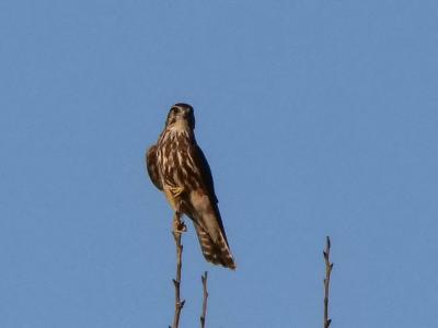 Faucon émerillon Falco columbarius Linnaeus, 1758