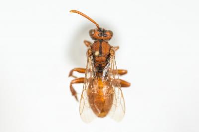  Nomada Scopoli, 1770