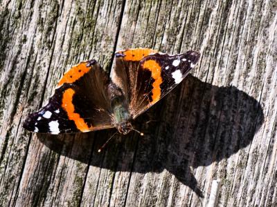 Vulcain (Le), Amiral (L'), Vanesse Vulcain (La), C Vanessa atalanta (Linnaeus, 1758)