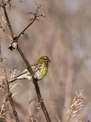 Serin cini Serinus serinus (Linnaeus, 1766)