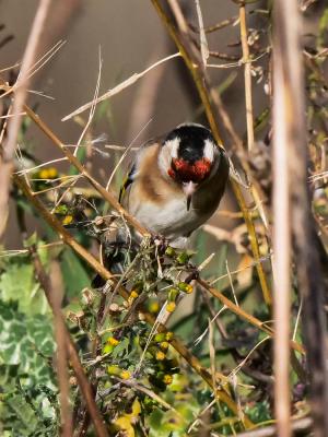 Chardonneret élégant Carduelis carduelis (Linnaeus, 1758)