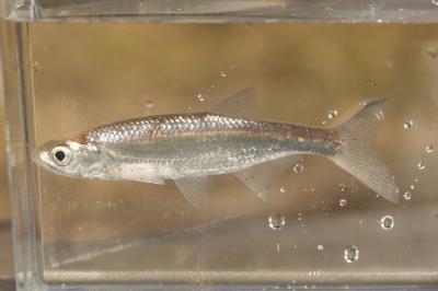 Ablette Alburnus alburnus (Linnaeus, 1758)