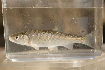 Chevaine Squalius cephalus (Linnaeus, 1758)