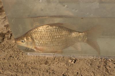 Carassin commun Carassius carassius (Linnaeus, 1758)