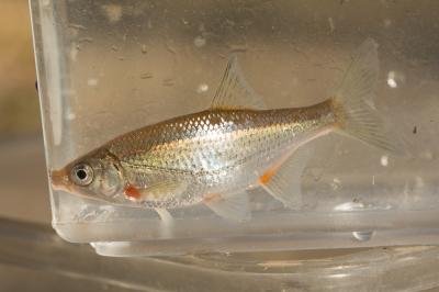 Gardon Rutilus rutilus (Linnaeus, 1758)