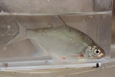 Brème commune Abramis brama (Linnaeus, 1758)