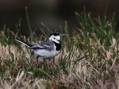 Bergeronnette grise Motacilla alba Linnaeus, 1758