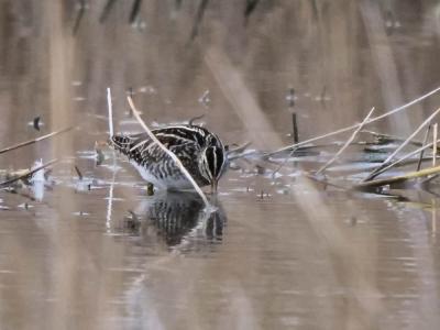 Bécassine des marais Gallinago gallinago (Linnaeus, 1758)