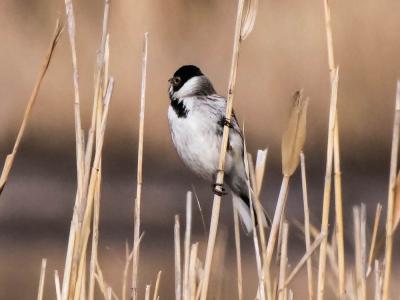  Emberiza schoeniclus witherbyi Jordans, 1923