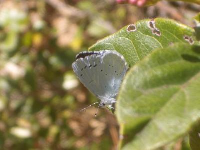 Azuré des Nerpruns (L'), Argus à bande noire (L'), Celastrina argiolus (Linnaeus, 1758)
