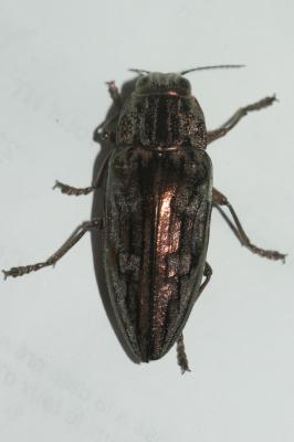 Calcophore de Marseille Chalcophora massiliensis (Villers, 1789)