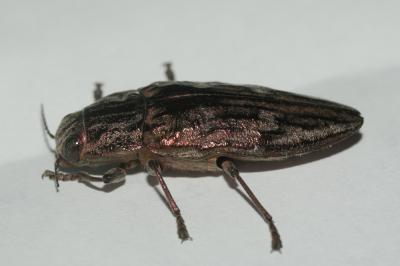 Calcophore de Marseille Chalcophora massiliensis (Villers, 1789)