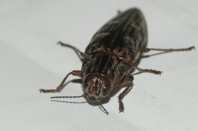 Calcophore de Marseille Chalcophora massiliensis (Villers, 1789)