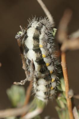 Zygène de l'Esparcette (La), Zygène de la Dorycnie Zygaena rhadamanthus (Esper, 1789)