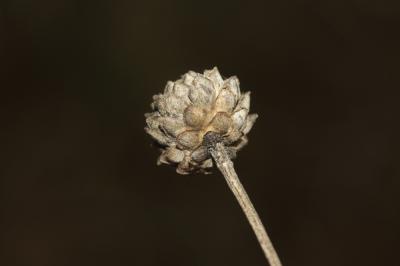 Céphalaire blanche, Céphalaire à fleurs blanches Cephalaria leucantha (L.) Schrad. ex Roem. & Schult., 1818