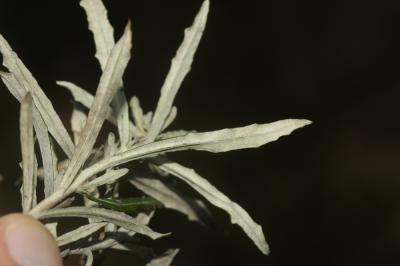 Stéhéline douteuse Staehelina dubia L., 1753