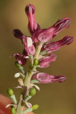 Fumeterre à fleurs serrées Fumaria densiflora DC., 1813