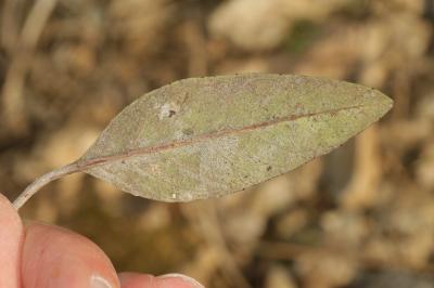 Pomme-de-pin Rhaponticum coniferum (L.) Greuter, 2003