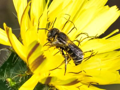  Osmia spinulosa (Kirby, 1802)