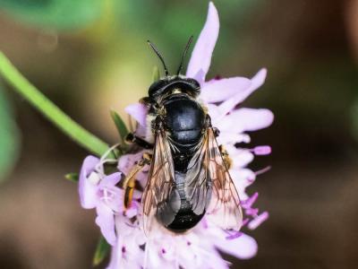  Melitturga clavicornis (Latreille, 1806)