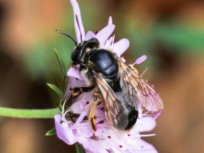  Melitturga clavicornis (Latreille, 1806)