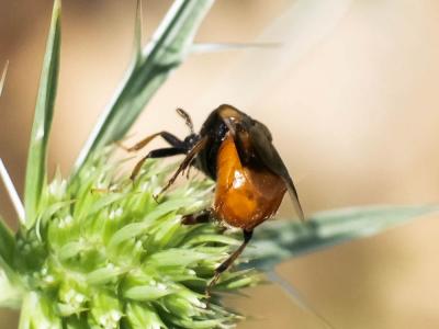  Ripiphorus subdipterus Bosc d'Antic, 1792