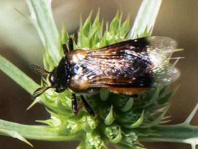  Ripiphorus subdipterus Bosc d'Antic, 1792