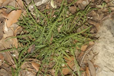Laitue effilée, Laitue Osier Lactuca viminea (L.) J.Presl & C.Presl, 1819