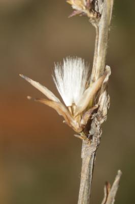 Laitue effilée, Laitue Osier Lactuca viminea (L.) J.Presl & C.Presl, 1819