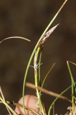 Laîche humble Carex humilis Leyss., 1758