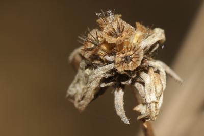 Scabieuse à trois étamines, Scabieuse de Gramont Scabiosa triandra L., 1753