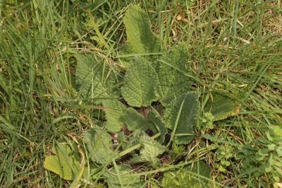 Bourrache officinale Borago officinalis L., 1753