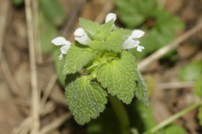 Lamier pourpre, Ortie rouge Lamium purpureum L., 1753