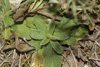 Épiaire droite Stachys recta L., 1767