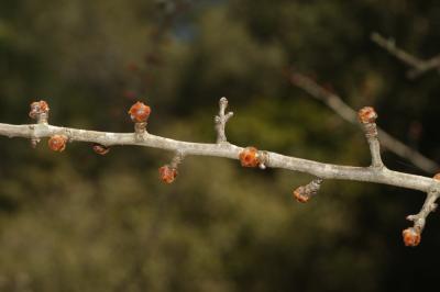 Poirier amandier, Poirier à feuilles d'Amandier Pyrus spinosa Forssk., 1775