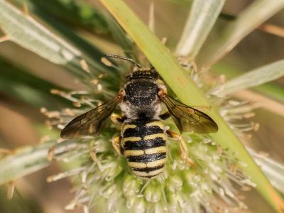  Icteranthidium grohmanni (Spinola, 1838)