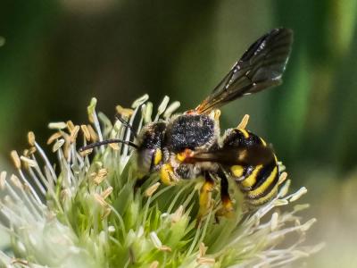  Icteranthidium grohmanni (Spinola, 1838)
