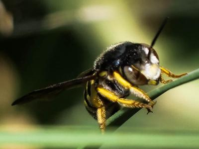  Icteranthidium grohmanni (Spinola, 1838)