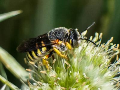  Icteranthidium grohmanni (Spinola, 1838)
