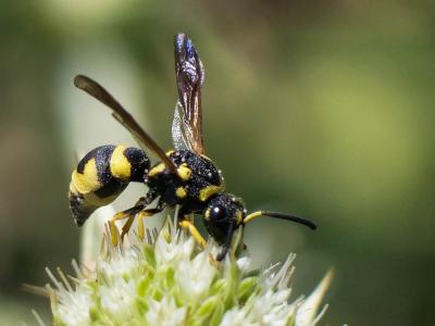  Parodontodynerus ephippium (Klug, 1817)
