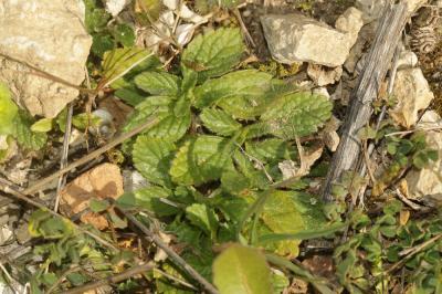 Crapaudine romaine, Thé de campagne Sideritis romana L., 1753