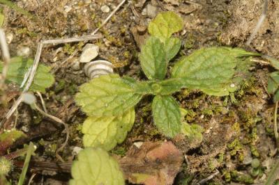 Crapaudine romaine, Thé de campagne Sideritis romana L., 1753