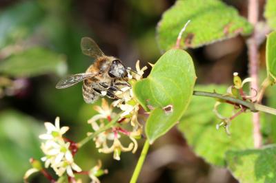 Abeille domestique, Abeille européenne, Abeille me Apis mellifera Linnaeus, 1758