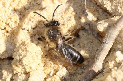  Colletes cunicularius (Linnaeus, 1760)