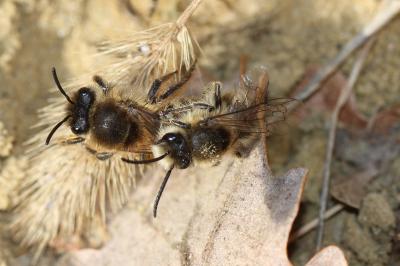  Colletes cunicularius (Linnaeus, 1760)