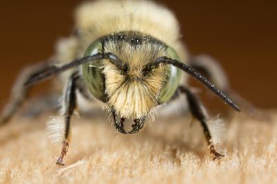  Osmia argyropyga Pérez, 1879